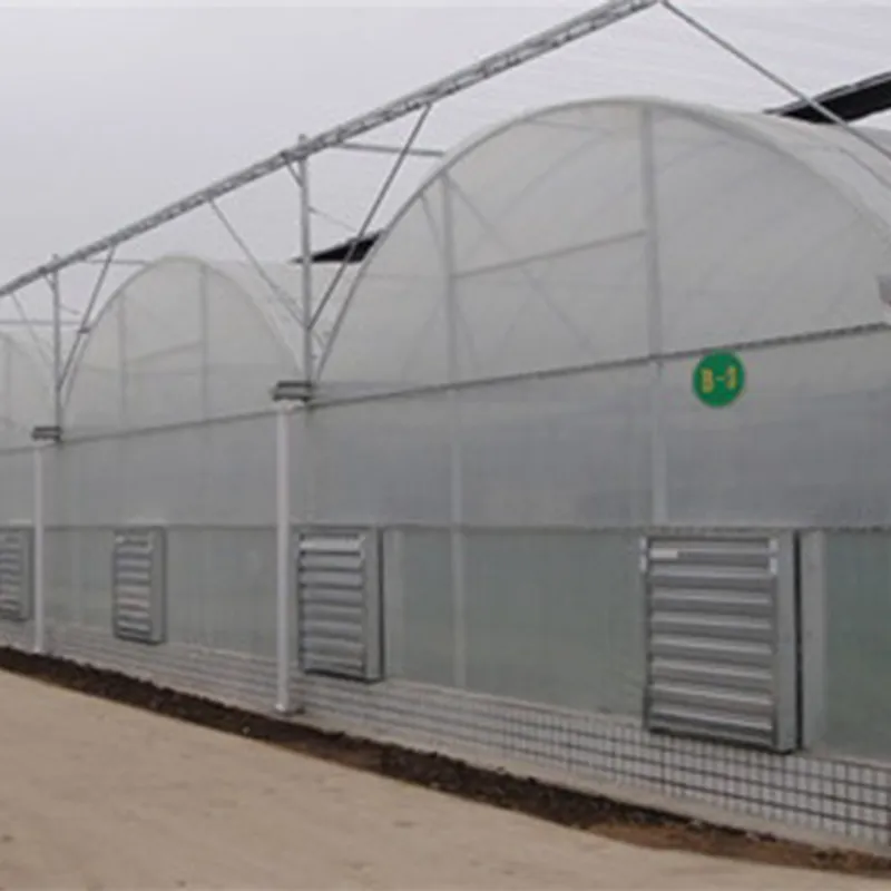 Многопролётные плёночные теплицы (3)