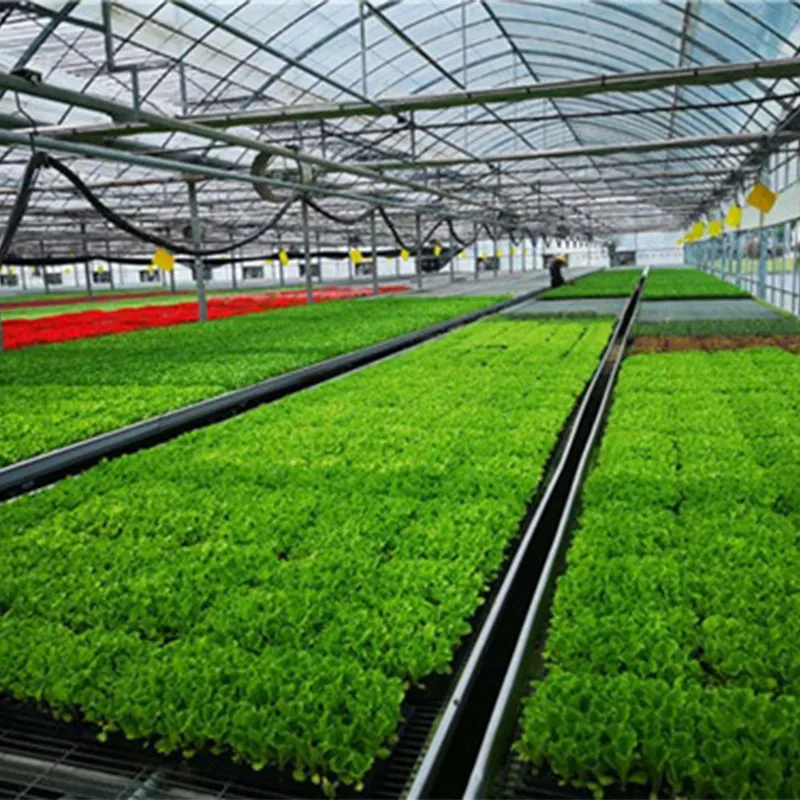 Многопролётные плёночные теплицы (4)