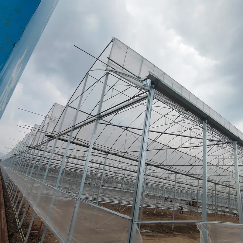 Пилообразные плёночные теплицы (4)