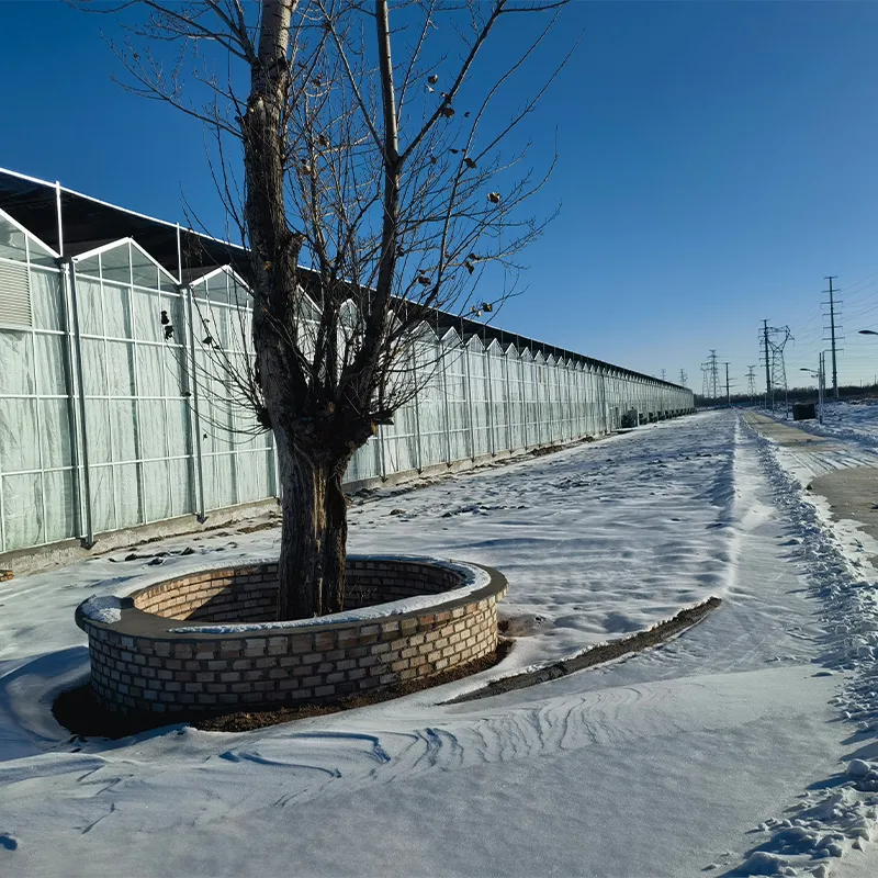 Различные типы теплиц для выращивания (2)