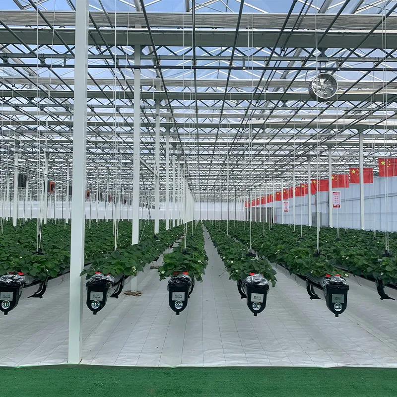 Стеклянная теплица со стальным водостоком (5)