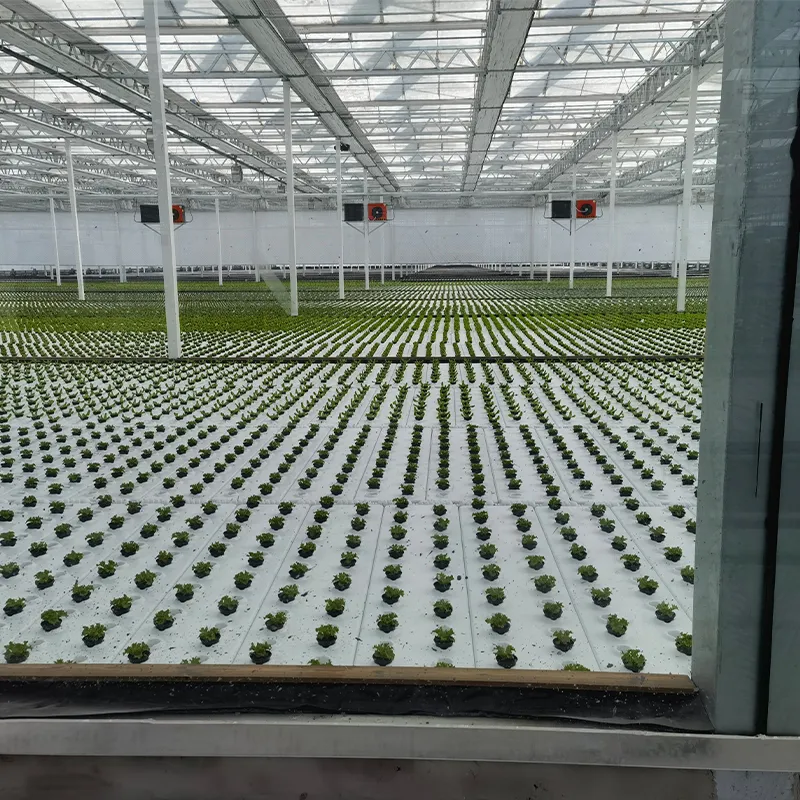 Теплица для выращивания рассады (5)